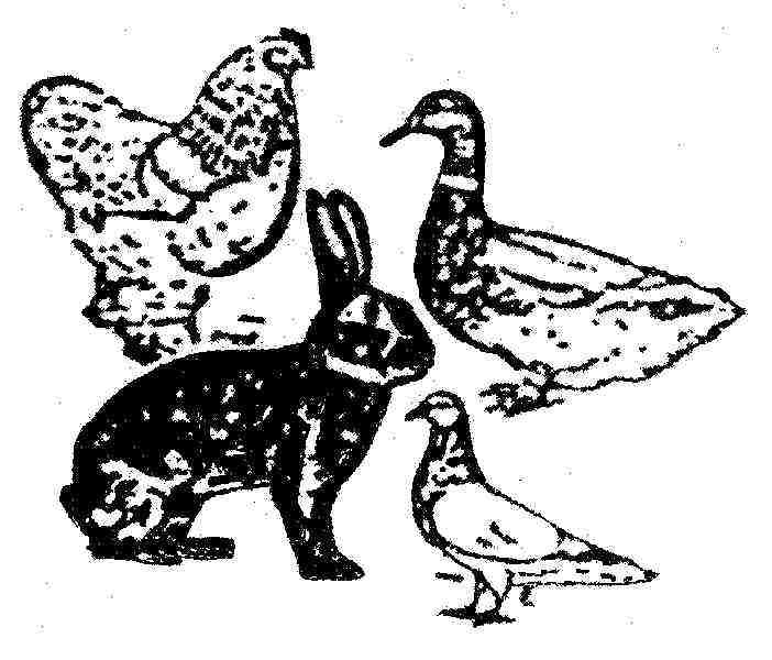 ktzv.JPG (44463 Byte)